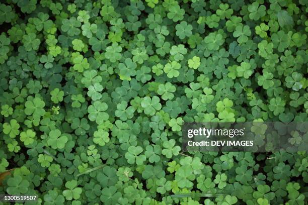 beautiful three leaf clovers for backgrounds - sorte imagens e fotografias de stock
