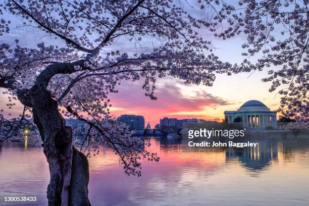 purple morning skies and blossoms over jefferson 2 - jefferson memorial ストックフォトと画像