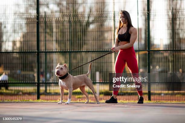 girl is walking her dog on a leash. - strong pitbull stock pictures, royalty-free photos & images