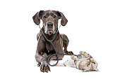 Great Dane dog using a stethoscope on a cat isolated on white background