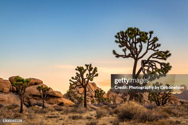 joshua tree national park pastel sunrise - california meridionale fotografías e imágenes de stock