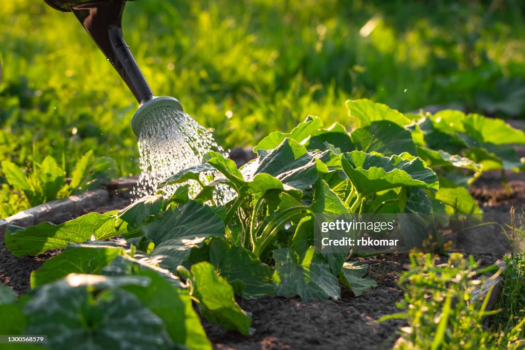 Abundant watering of zucchini growing in rows from a spray can. Caring for vegetables in the garden or on the farm