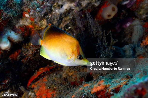 longsnout butterflyfish. - dotted butterflyfish stock pictures, royalty-free photos & images