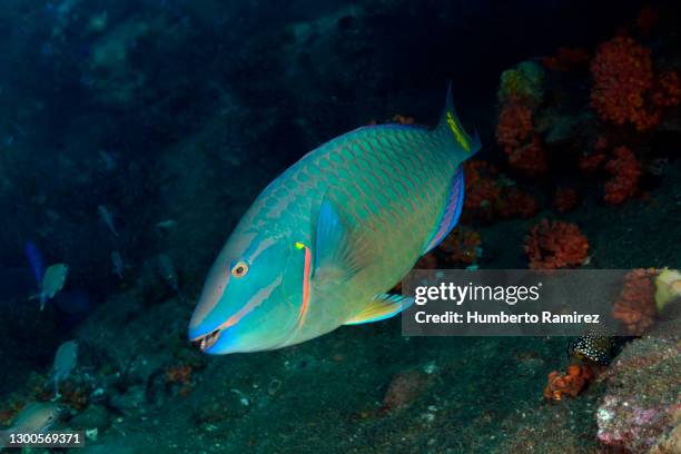 stoplight parrotfish. - scarus species stock pictures, royalty-free photos & images