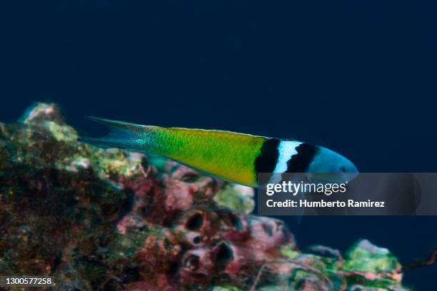 Blue Head Rass 48 Bluehead Wrasse Stock Photos, High-Res Pictures, and Images - Getty ...