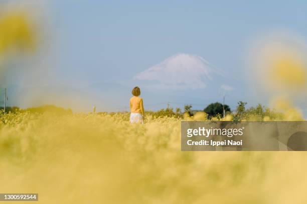 woman in canola flower field, looking at mt. fuji, japan - kanagawa stockfoto's en -beelden