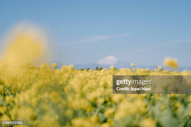 mt. fuji and rapeseed flower field in winter - winter yellow nature stock pictures, royalty-free photos & images