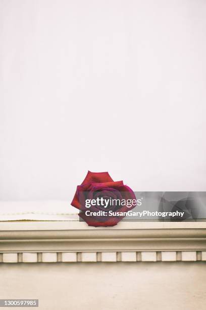 dark red rose on mantel - rosa mantel stock pictures, royalty-free photos & images