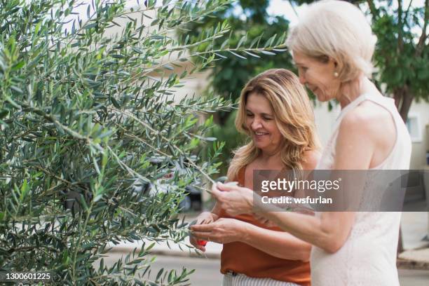 two women gardening - wellness olive tree stock pictures, royalty-free photos & images