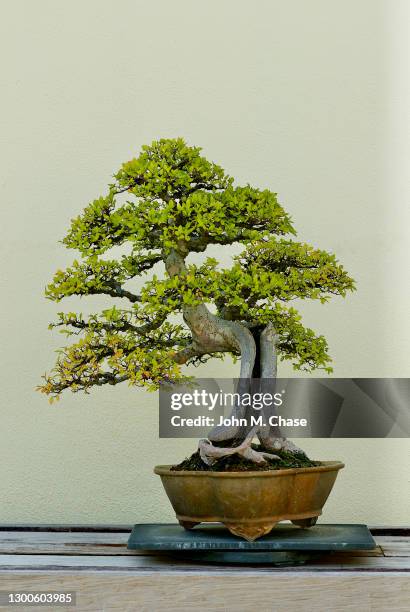 bonsai tree in pot on table, white wall - bonsai tree stock pictures, royalty-free photos & images