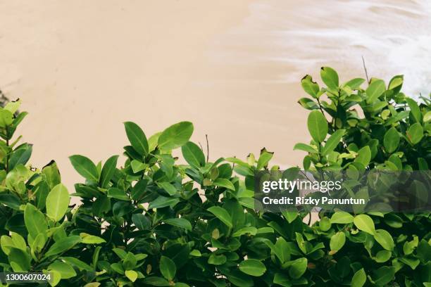 close-up of green leaves against beach - busch stock-fotos und bilder