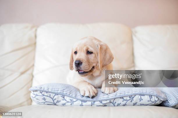 puppy at home - yellow lab puppies stock pictures, royalty-free photos & images