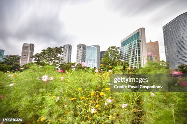 blooming flowers in hamarikyu gardens in tokyo; skyscrapers are visible in the back - look back at garden cities stock-fotos und bilder