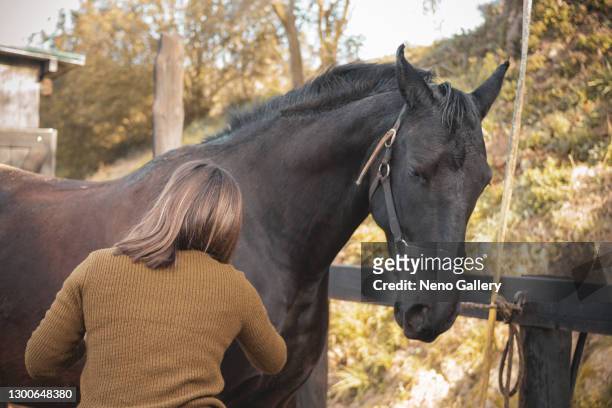 calmed woman brushing her horse - cavalls stock pictures, royalty-free photos & images