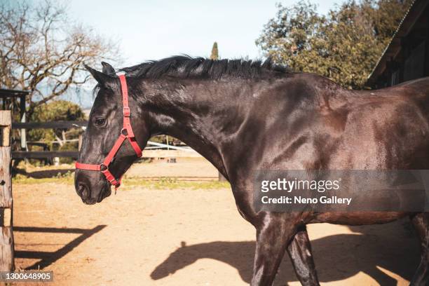 gorgeous stallion coming out of the stable - cavalls stock pictures, royalty-free photos & images