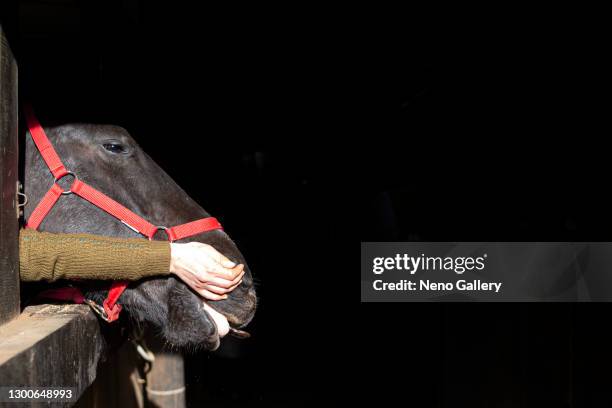 woman's arm next to her horse's head - cavalls stock pictures, royalty-free photos & images