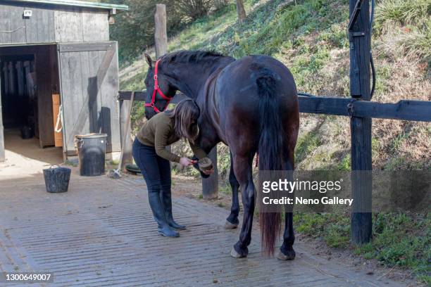 young woman grooming her horse - cavalls stock pictures, royalty-free photos & images