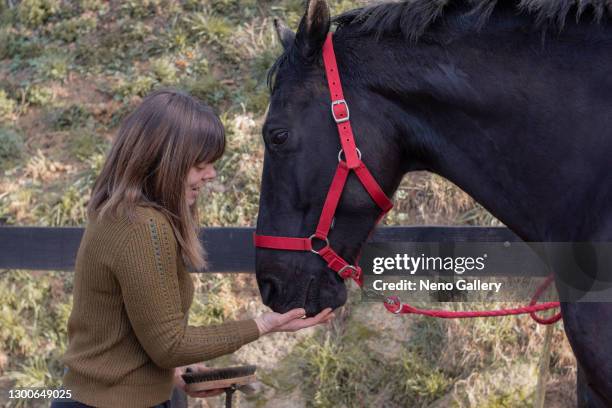 young woman touching her horse's mouth - cavalls stock pictures, royalty-free photos & images