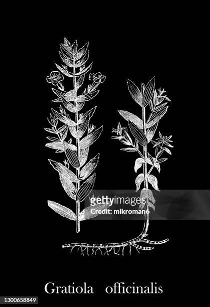 old engraved illustration of the gratiole, common hedgehyssop, grace of god, gratia dei, hedge hyssop, hedge-hyssop, herb of grace (gratiola officinalis) - gratiola stockfoto's en -beelden