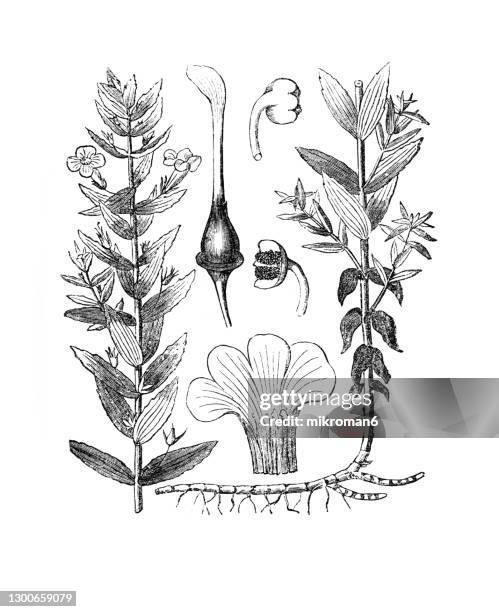 old engraved illustration of the gratiole, common hedgehyssop, grace of god, gratia dei, hedge hyssop, hedge-hyssop, herb of grace (gratiola officinalis) - hedge hyssop stock pictures, royalty-free photos & images