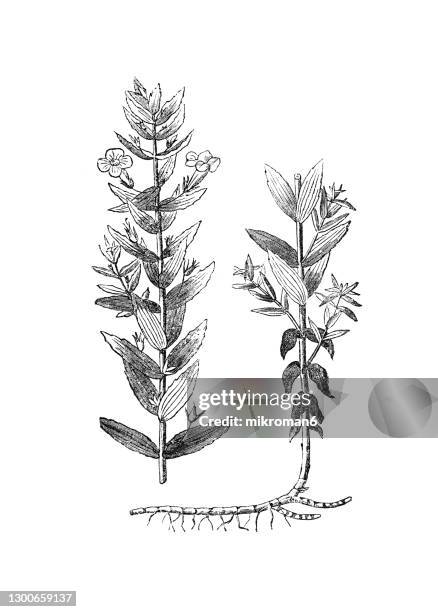 old engraved illustration of the gratiole, common hedgehyssop, grace of god, gratia dei, hedge hyssop, hedge-hyssop, herb of grace (gratiola officinalis) - gratiola stock pictures, royalty-free photos & images