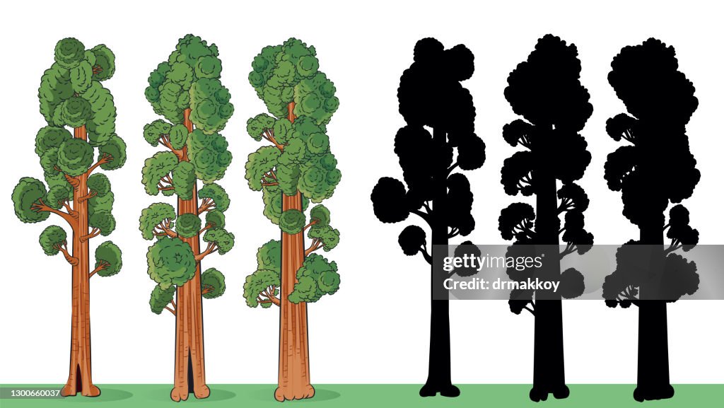 Redwood tree