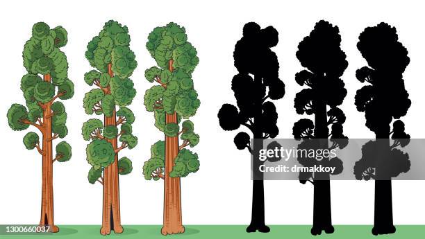 redwood tree - sequoia stock illustrations