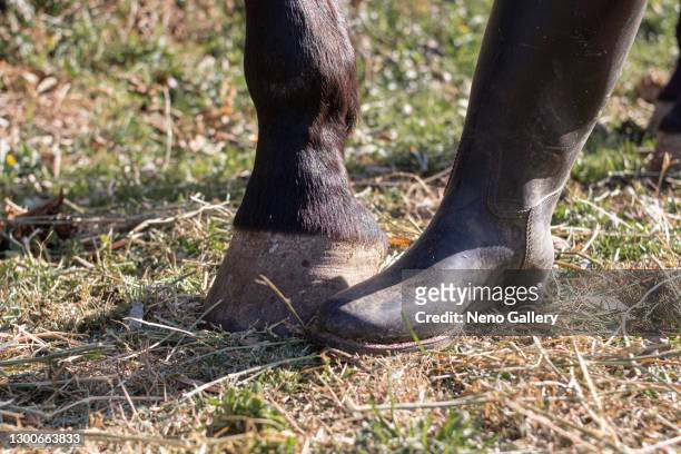 woman's foot and horse's hoof together - cavalls stock pictures, royalty-free photos & images