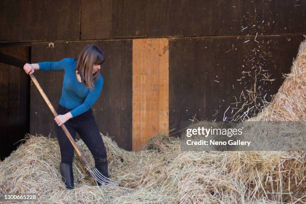 pretty girl working in the stables - cavalls stock pictures, royalty-free photos & images