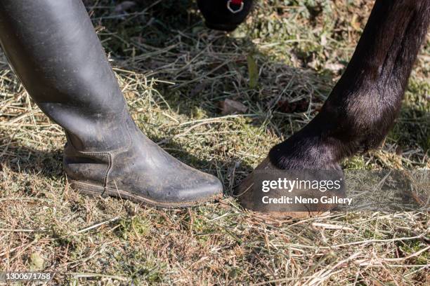 woman's foot in front of a horse's hoof - cavalls stock pictures, royalty-free photos & images
