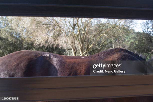 horse back seen through the fence - cavalls stock pictures, royalty-free photos & images