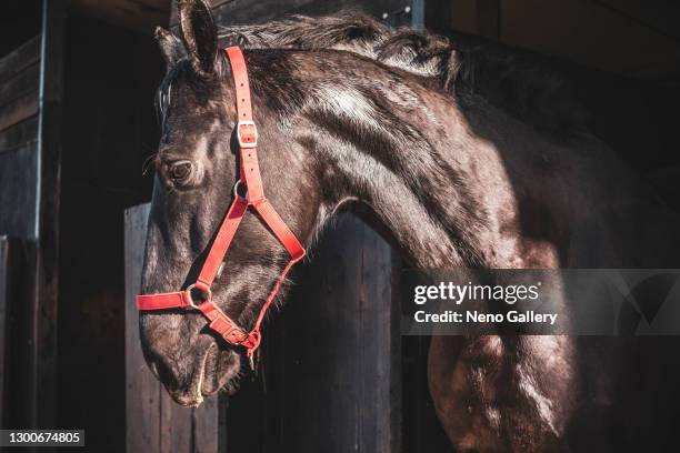 spectacular horse coming out of the stable - cavalls stock pictures, royalty-free photos & images
