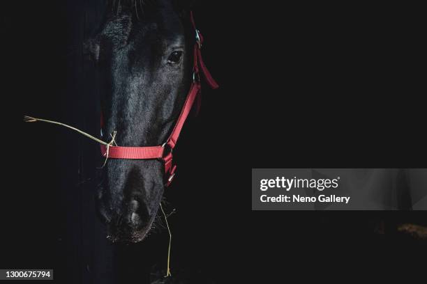 dark horse in its stable - cavalls stock pictures, royalty-free photos & images