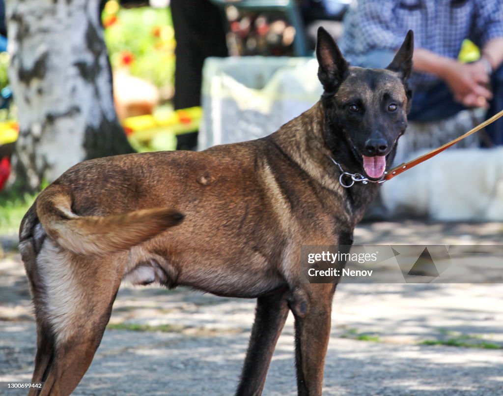 Belgian Shepherd Malinois