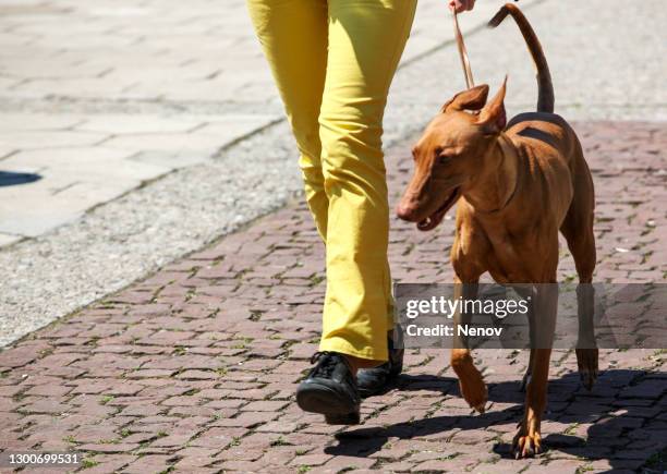pharaoh hound - jachthond-rashond stockfoto's en -beelden
