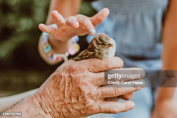 closeup image of grandfather holding bird and showing to his grandaughter - animal skin fotografías e imágenes de stock