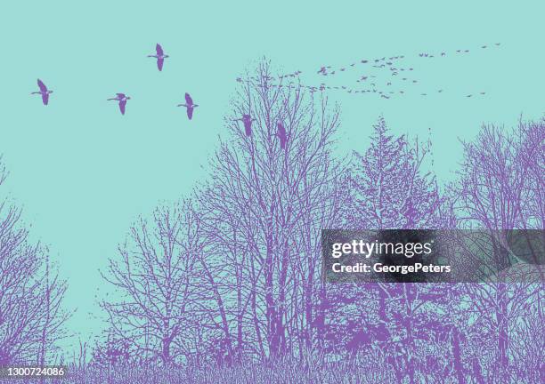 waterfowl flying in v formation - lake waterfowl stock illustrations