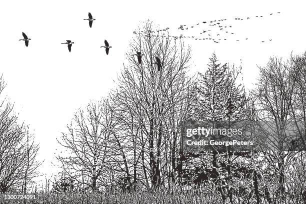 waterfowl flying in v formation - birds flying stock illustrations
