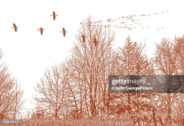 waterfowl flying in v formation - birds flying stock illustrations