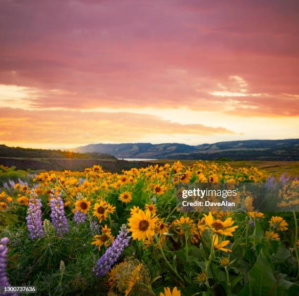 columbia river gorge wildflowers balsamroot. - mountain meadow stock pictures, royalty-free photos & images