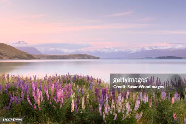 wild lupines in early morning light - lake tekapo new zealand stock pictures, royalty-free photos & images