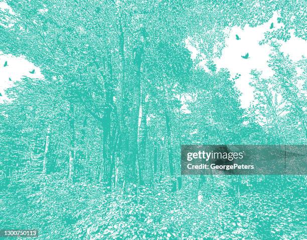forest with ravens and lush foliage. - itasca state park stock illustrations