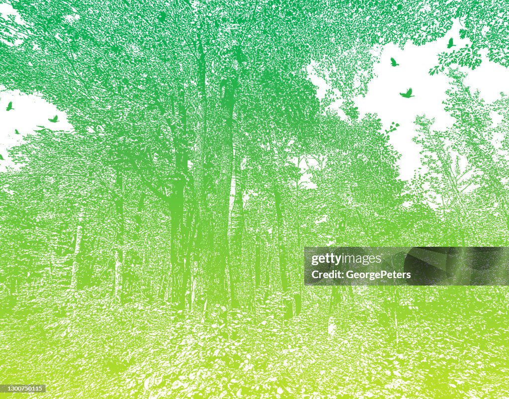 Forest with ravens and lush foliage.