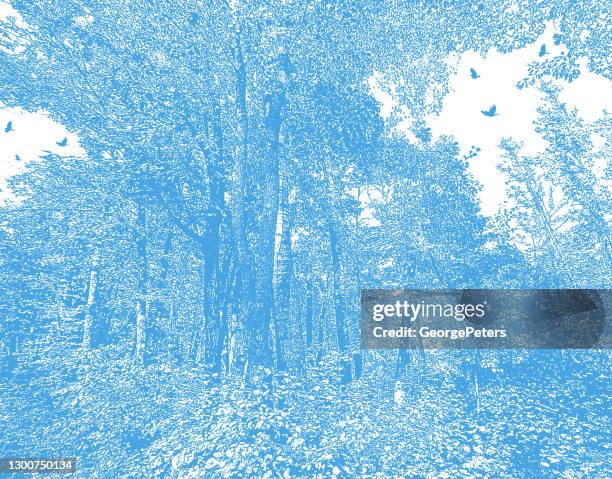 forest with ravens and lush foliage. - itasca state park stock illustrations