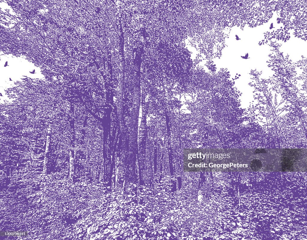 Forest with ravens and lush foliage.