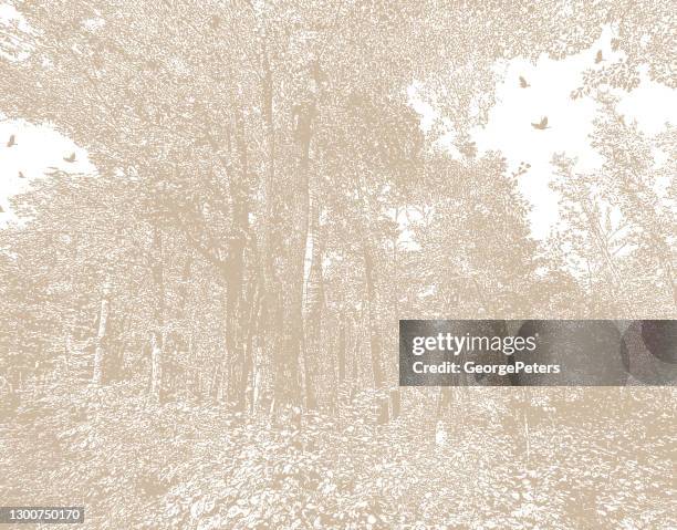 forest with ravens and lush foliage. - itasca state park stock illustrations
