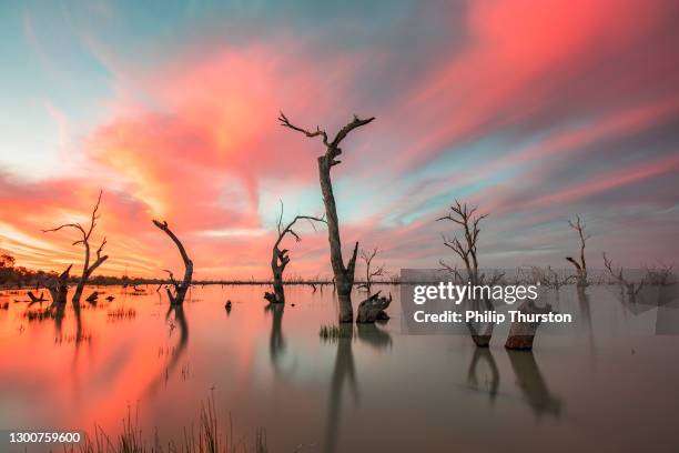 arbres morts dans le lac avec le coucher du soleil lumineux coloré dans le lac menindee, outback australie - outback australia photos et images de collection