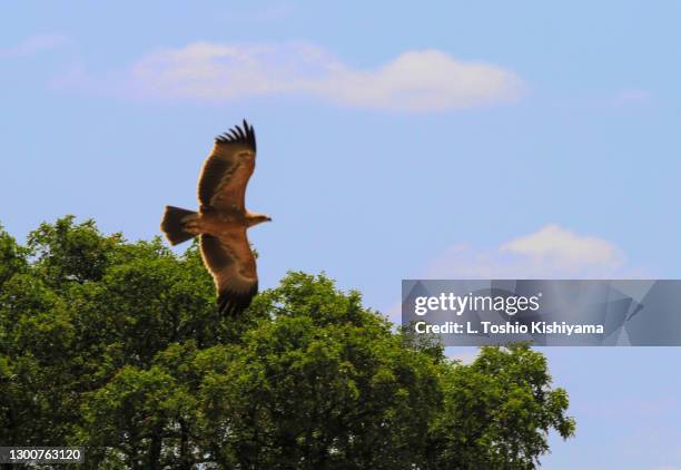 eagle in south africa - lesser spotted eagle stock pictures, royalty-free photos & images