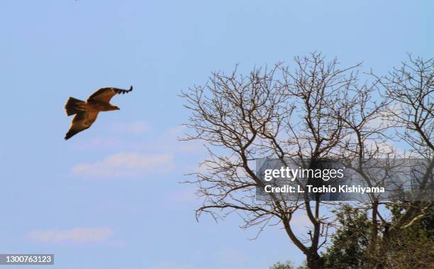 eagle in south africa - lesser spotted eagle stock pictures, royalty-free photos & images