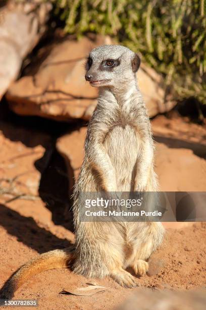 meerkats on guard - monarto zoo stock pictures, royalty-free photos & images